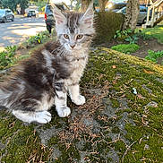 Princess is registered to the contest to win money with this photo: animal, cat, closeup, curious, daylight, feline, fur, grass, kitten, moss, nature, outdoor, parked_cars, pet, rock, street, suburban, sunlight, tree, young