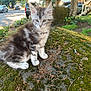 animal, cat, closeup, curious, daylight, feline, fur, grass, kitten, moss, nature, outdoor, parked_cars, pet, rock, street, suburban, sunlight, tree, young