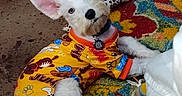 Neko joined the competition — help win amazing prizes! dog, white_dog, puppy, costume, yellow_onesie, cartoon_print, colorful, patterned_rug, indoor, floor, ear, paw, foot, tattoo, curious, pet, animal, cute, relaxed, human