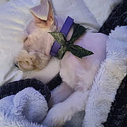 Neko is registered to the contest to win money with this photo: dog, sleeping, blanket, purple_collar, green_bow, cozy, fur, pet, resting, indoors, cute, white_fur, snug, soft_texture, relaxing, animal, comfort, pillow, naptime, domestic