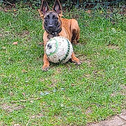 Aïka a rejoint le concours — aidez-le/la à gagner de superbes lots ! dog, puppy, soccer_ball, grass, backyard, fence, bushes, collar, ears_up, paws, mud, portrait, sitting, toy, playful, greenery, garden, outdoor, leaves, paving_stones