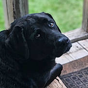 Duke joined the competition — help win amazing prizes! animal, black_dog, calm, canine, closeup, companion, dog, domestic_animal, expression, fur, looking_back, mammal, nature, outdoor, pet, porch, quiet, resting, side_view, wood