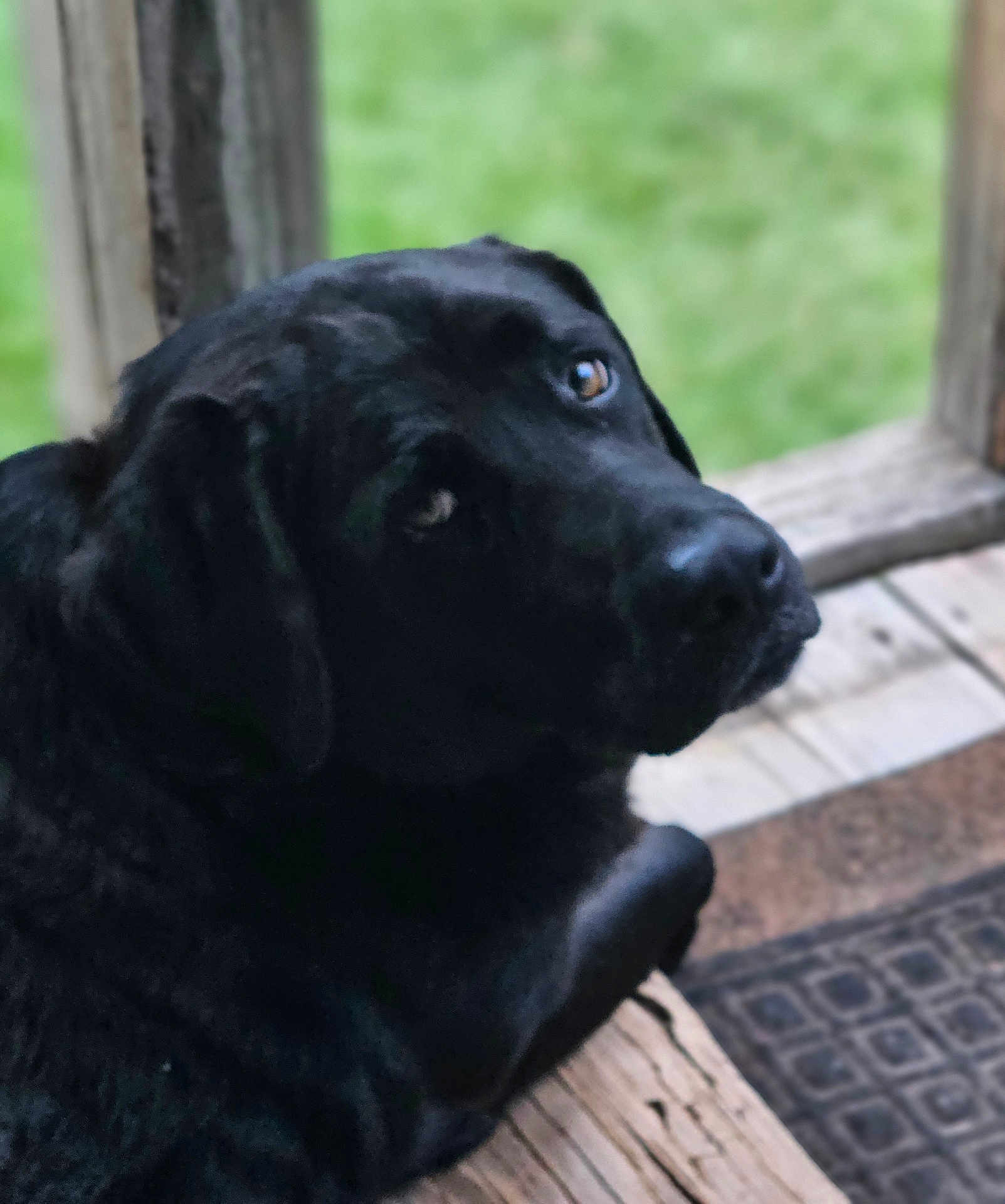 Duke