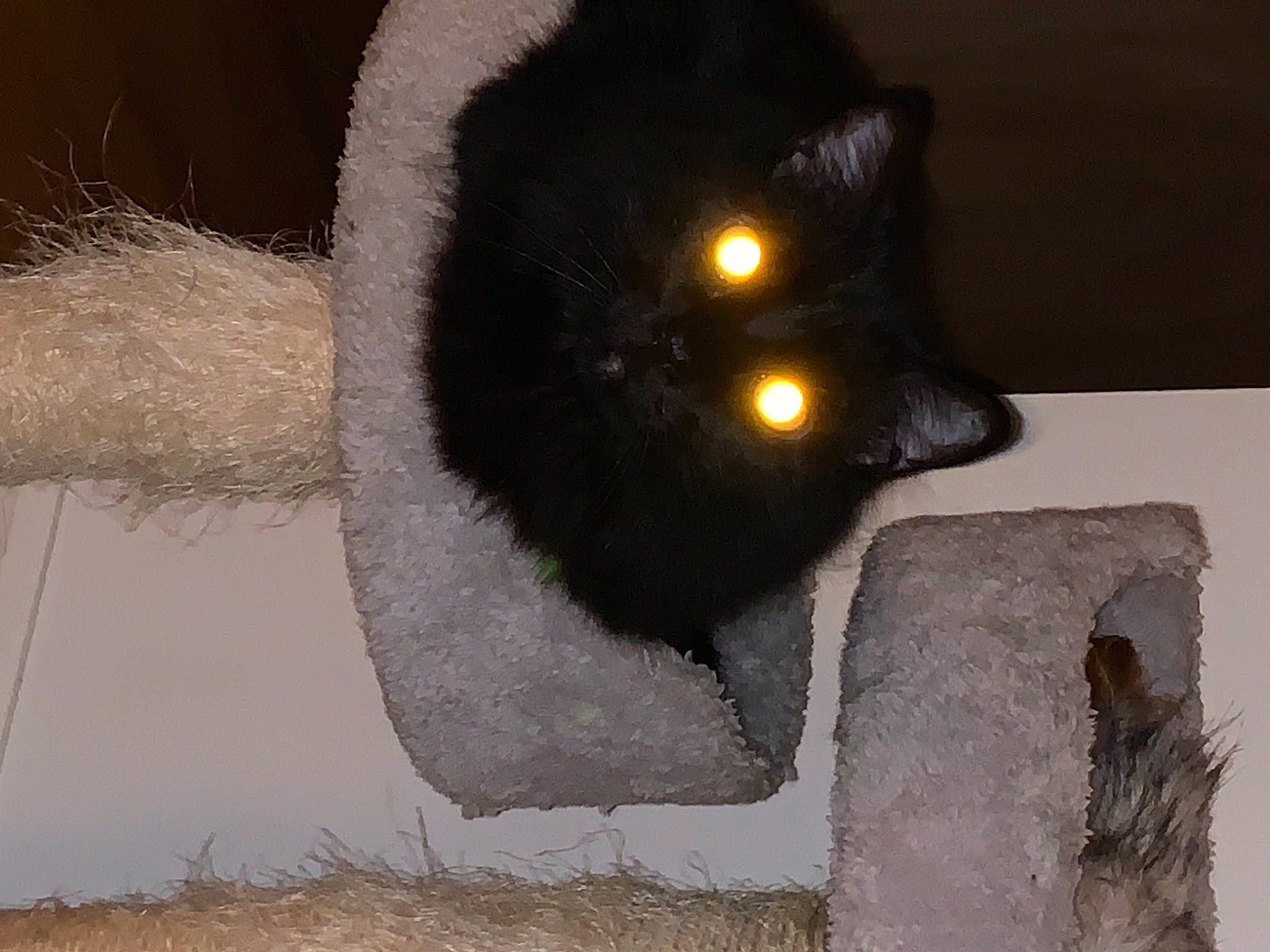 Buggy joined the competition — help win amazing prizes! art, black_cat, bombay, carnivore, cat, felidae, fur, hair, human_body, small_to_medium_sized_cats, snout, tail, terrestrial_animal, tints_and_shades, visual_arts, whiskers, window