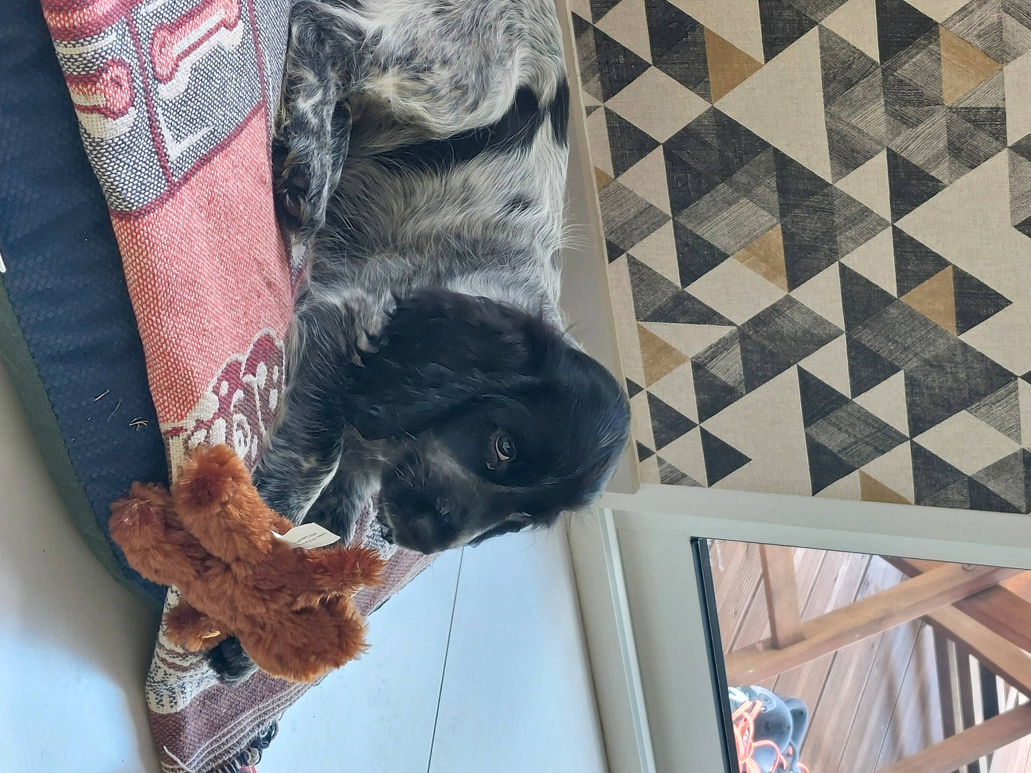 Uby participe au concours pour gagner de l'argent avec cette photo : canidae, carnivore, denim, dog_breed, fawn, flooring, fur, grey, hardwood, natural_material, pattern, plaid, sleeve, snout, sporting_group, tail, tartan, textile, wood, wool