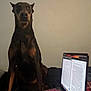 dog, doberman, laptop, technology, indoor, pet, animal, computer, screen, keyboard, black, brown, sitting, focused, serious, home, furniture, electronics, device, light