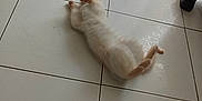 Louna a rejoint le concours — aidez-le/la à gagner de superbes lots ! animal, cat, ear, floor, fur, home, indoor, lazy, light, orange, paws, pet, quiet, relaxing, resting, shadow, shoe, tile, trash_bin, white