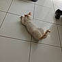 animal, cat, ear, floor, fur, home, indoor, lazy, light, orange, paws, pet, quiet, relaxing, resting, shadow, shoe, tile, trash_bin, white