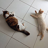 Louna a rejoint le concours — aidez-le/la à gagner de superbes lots ! animal, brown_cat, cat, companions, cream_cat, cute, domestic_cat, feline, floor, fluffy, indoor, laying_down, paws, pet, relaxing, sleepy, tail, tile, two_cats, whiskers