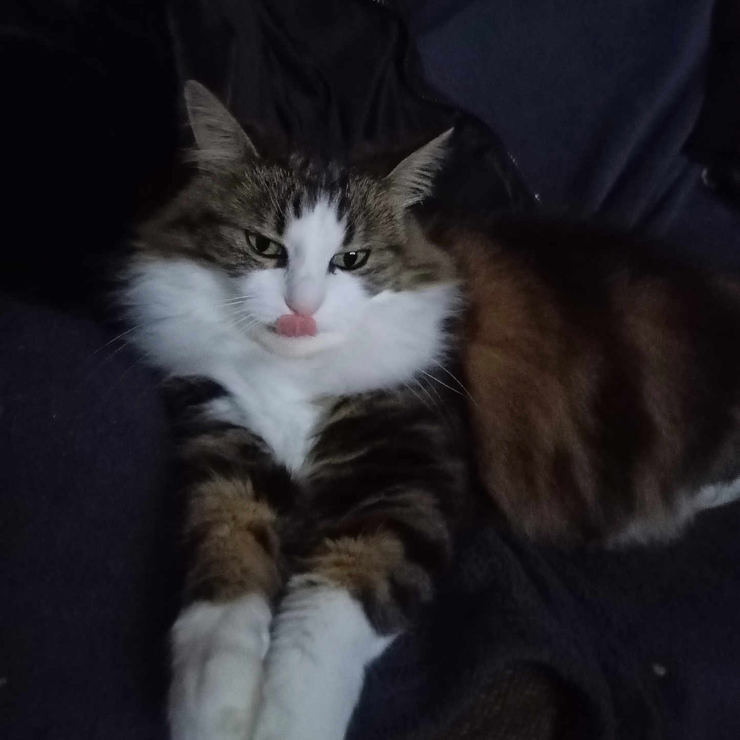 Louna a rejoint le concours — aidez-le/la à gagner de superbes lots ! animal, cat, claws, cozy, cute, ears, eyes, feline, fluffy, fur, indoor, mammal, pet, relaxed, resting, soft, tabby, tongue_out, whiskers, white_paws