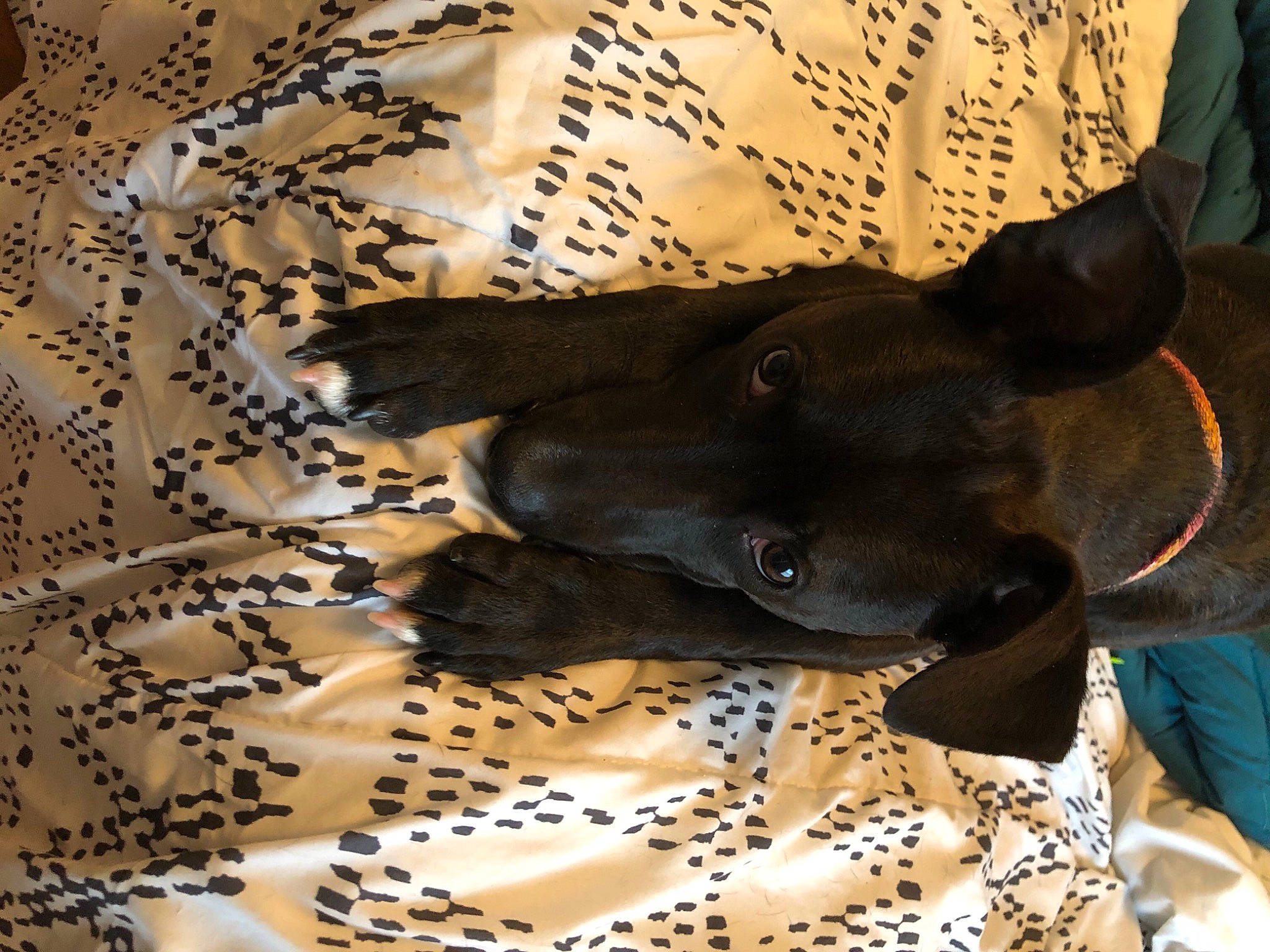 Kahlua joined the competition — help win amazing prizes! canidae, carnivore, collar, comfort, companion_dog, dog, dog_breed, dog_collar, fawn, fur, pattern, pet_supply, snout, sporting_group, terrestrial_animal, toy_dog, twig, whiskers, wood, working_animal