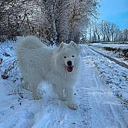 Skully a rejoint le concours — aidez-le/la à gagner de superbes lots ! animal, canine, cold, daytime, dog, fluffy, forest, frost, happy, landscape, nature, outdoor, path, pet, snow, tongue_out, trees, walking, white_fur, winter