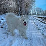 animal, canine, cold, daytime, dog, fluffy, forest, frost, happy, landscape, nature, outdoor, path, pet, snow, tongue_out, trees, walking, white_fur, winter