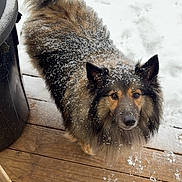 Max is registered to the contest to win money with this photo: animal, black, brown, canine, cold, curious, dog, ears, fluffy, fur, looking_up, nature, outdoor, paws, pet, snow, snowflakes, tail, winter, wooden_deck