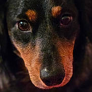 Braxton joined the competition — help win amazing prizes! animal, black_and_tan, canine, close_up, companion, cute, dog, eyes, face, fur, indoor, looking, muzzle, nose, pet, pink_surface, portrait, resting, soft_texture, whiskers