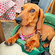 Doffy a rejoint le concours — aidez-le/la à gagner de superbes lots ! dog, dachshund, pet, animal, brown_dog, collar, paw, nail, cushion, outdoor, table, tablecloth, pattern, seat, leash, closeup, resting, canine, companion, relaxed