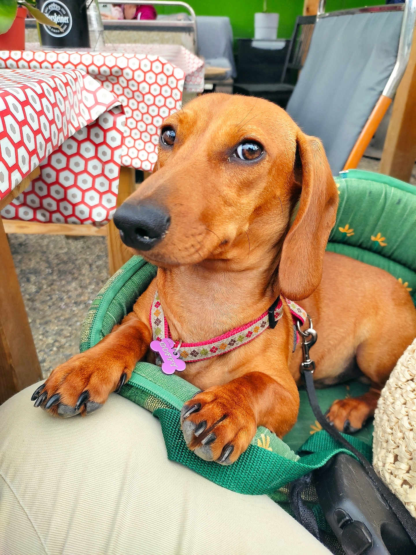 Doffy a rejoint le concours — aidez-le/la à gagner de superbes lots ! dog, dachshund, pet, animal, brown_dog, collar, paw, nail, cushion, outdoor, table, tablecloth, pattern, seat, leash, closeup, resting, canine, companion, relaxed