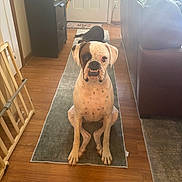 Junie joined the competition — help win amazing prizes! dog, boxer_dog, second_dog, sitting, indoors, living_room, rug, wood_floor, couch, furniture, door, sunlight, portrait, pet, short_hair, brindle, facial_expression, centered_composition, home, photography