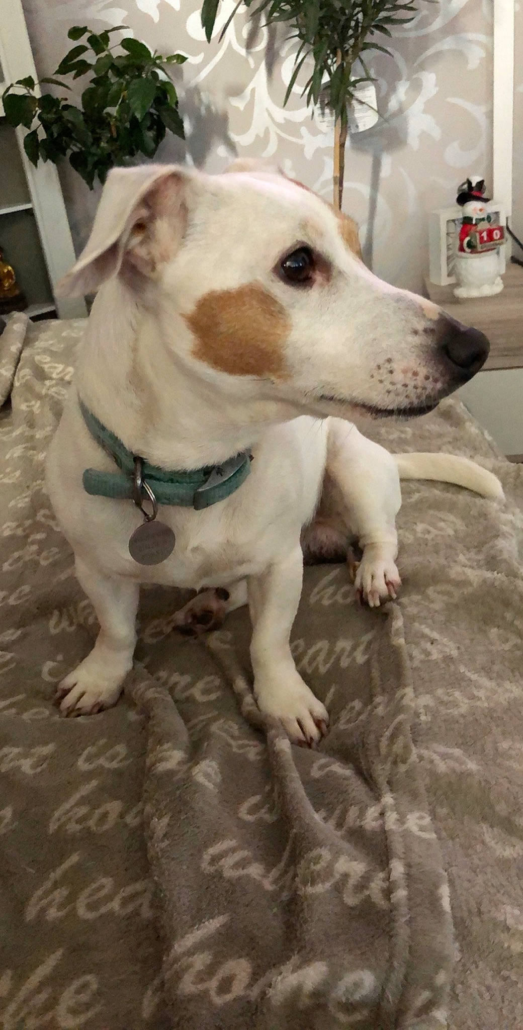 Indy a rejoint le concours — aidez-le/la à gagner de superbes lots ! american_pit_bull_terrier, canidae, carnivore, companion_dog, dog, dog_breed, fawn, jack_russell_terrier, mammal, non_sporting_group, pit_bull, rare_breed_dog, russell_terrier, snout, vertebrate