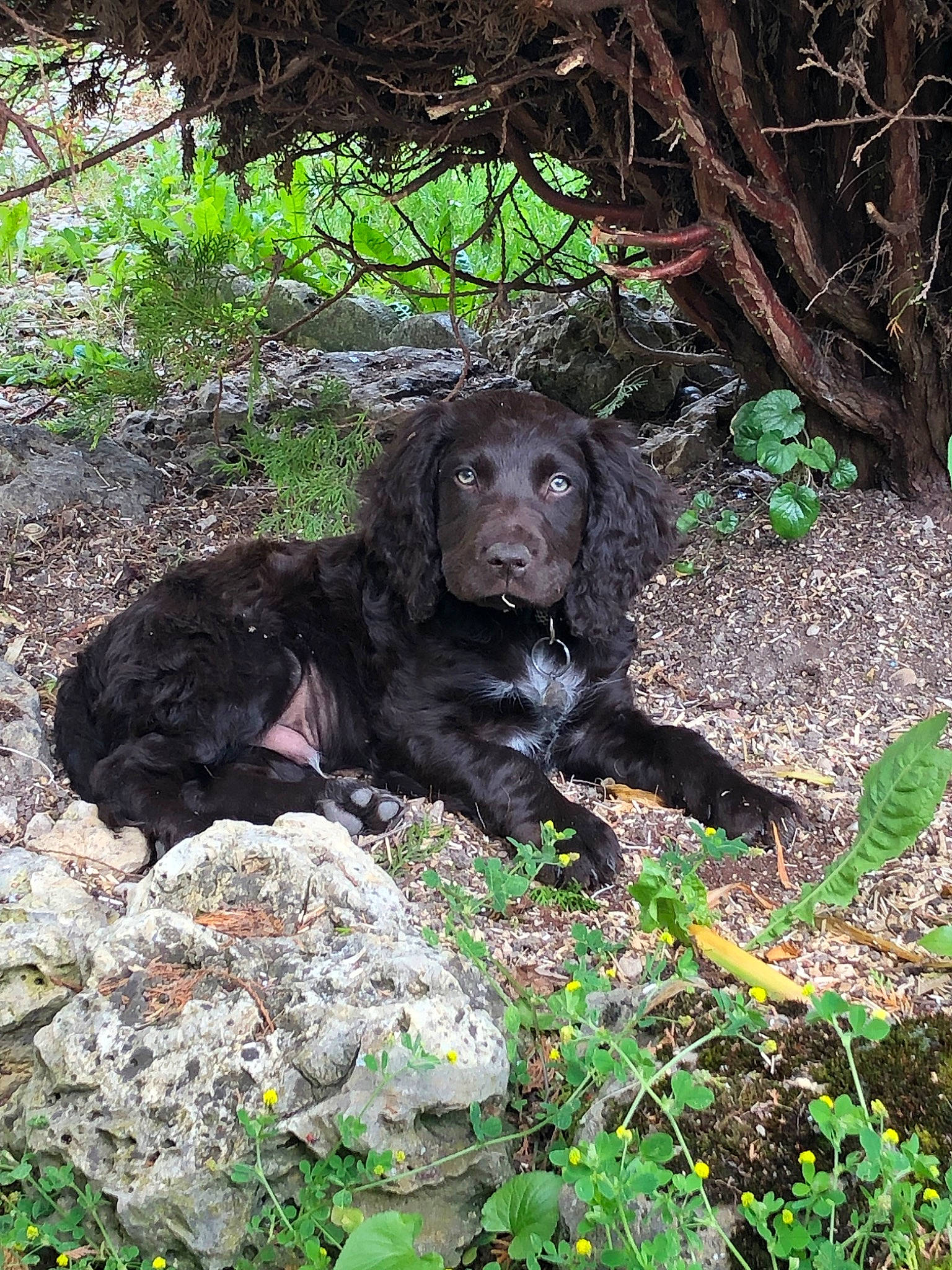 Asland a rejoint le concours — aidez-le/la à gagner de superbes lots ! boykin_spaniel, canidae, carnivore, dog, dog_breed, flat_coated_retriever, german_spaniel, hunting_dog, liver, retriever, spaniel, sporting_group