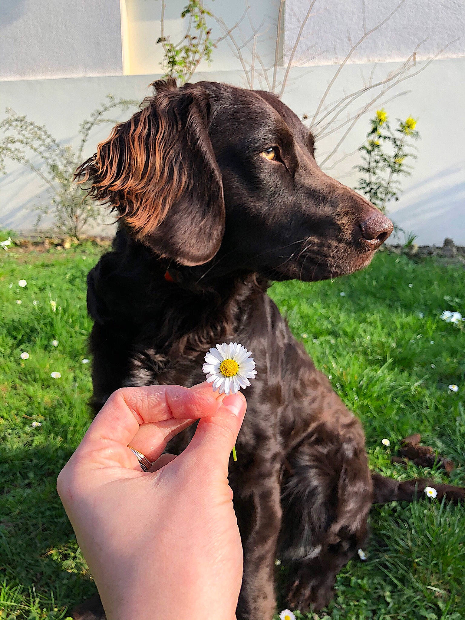 Asland participe au concours pour gagner de l'argent avec cette photo : boykin_spaniel, canidae, carnivore, dog, dog_breed, flat_coated_retriever, german_longhaired_pointer, german_spaniel, hunting_dog, liver, mammal, picardy_spaniel, plant, rare_breed_dog, retriever, small_munsterlander, spaniel, sporting_group, stichelhaar, vertebrate