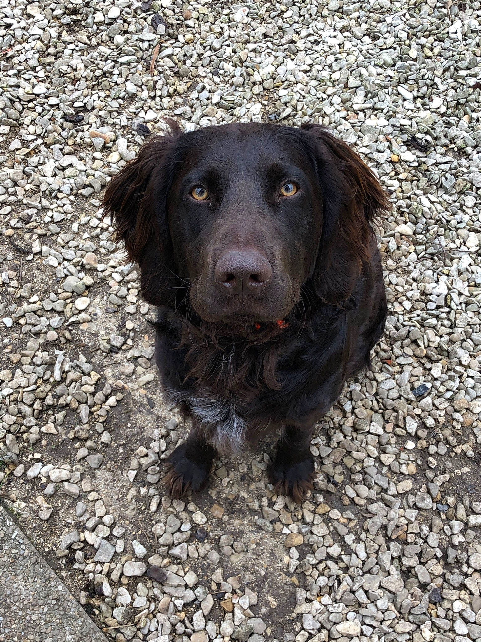 Asland a rejoint le concours — aidez-le/la à gagner de superbes lots ! boykin_spaniel, canidae, carnivore, dog, dog_breed, flat_coated_retriever, german_longhaired_pointer, german_spaniel, gun_dog, hunting_dog, mammal, pointing_breed, rare_breed_dog, retriever, snout, spaniel, sporting_group, vertebrate