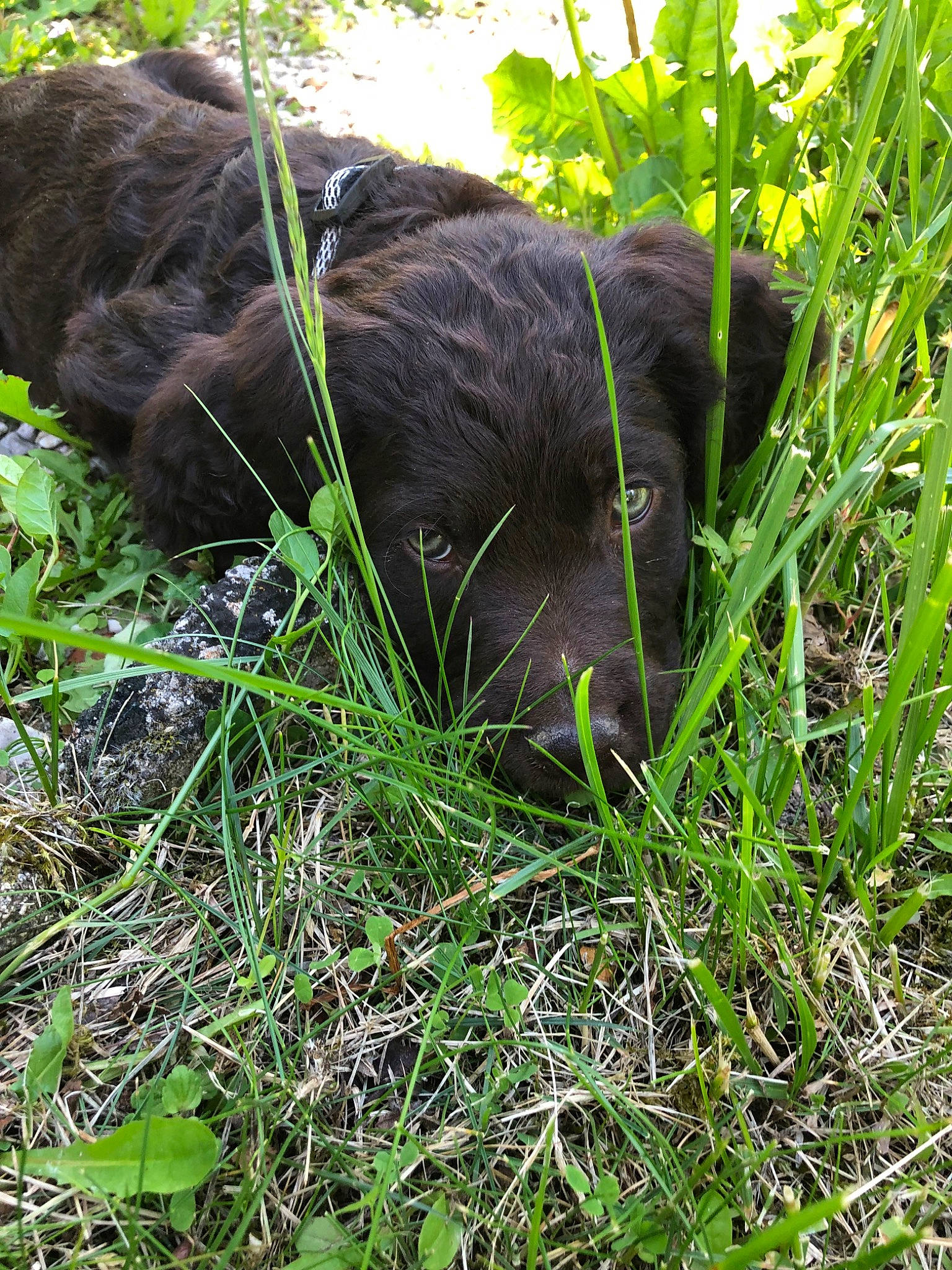 Asland a rejoint le concours — aidez-le/la à gagner de superbes lots ! canidae, carnivore, dog, dog_breed, grass, plant, sporting_group