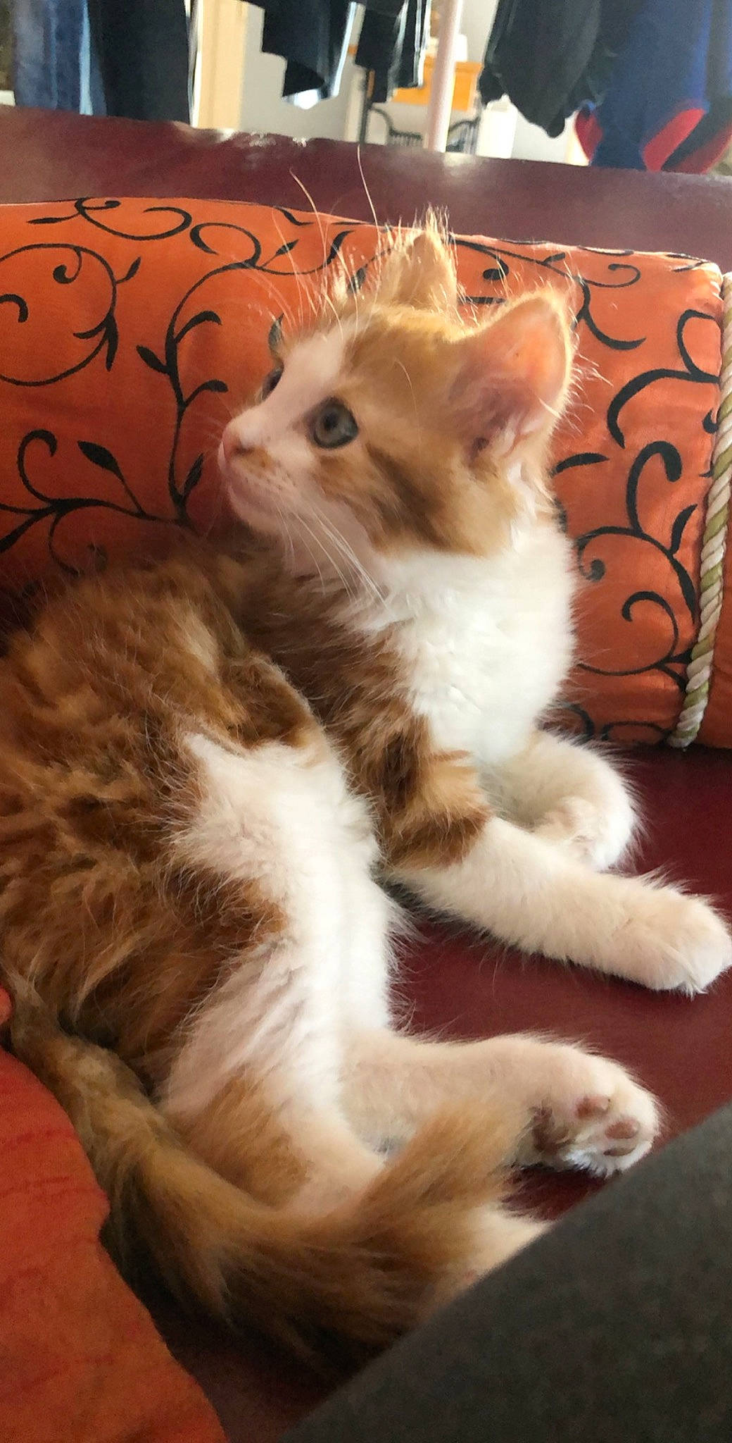 Simba a rejoint le concours — aidez-le/la à gagner de superbes lots ! aegean_cat, american_curl, american_wirehair, asian, carnivore, cat, domestic_long_haired_cat, fawn, felidae, kitten, mammal, norwegian_forest_cat, paw, polydactyl_cat, ragamuffin, small_to_medium_sized_cats, tail, turkish_angora, vertebrate, whiskers