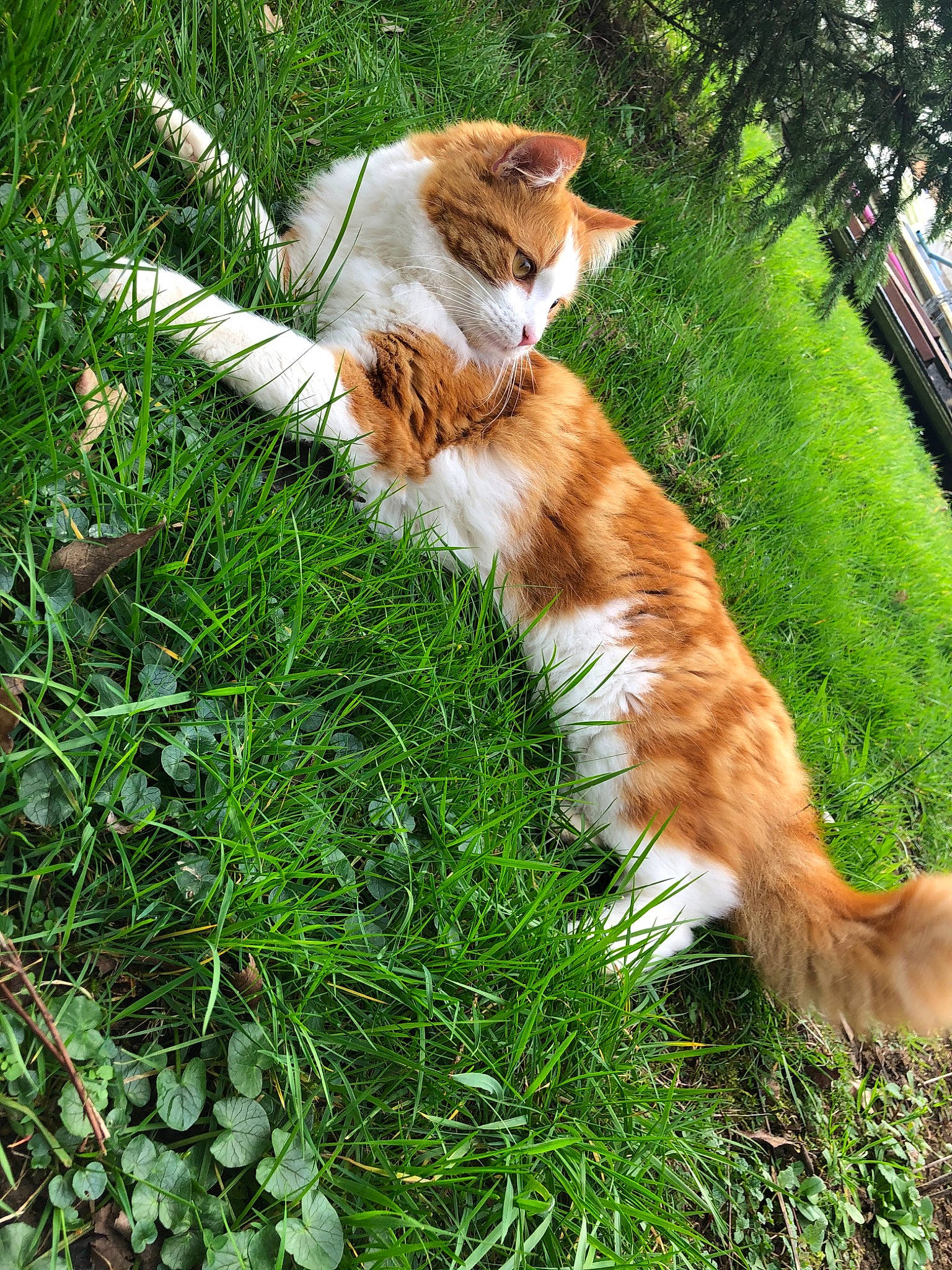 Simba participe au concours pour gagner de l'argent avec cette photo : aegean_cat, carnivore, cat, companion_dog, domestic_short_haired_cat, european_shorthair, fawn, felidae, fur, grass, lawn, plant, play, small_to_medium_sized_cats, sporting_group, tabby_cat, tail, tree, whiskers