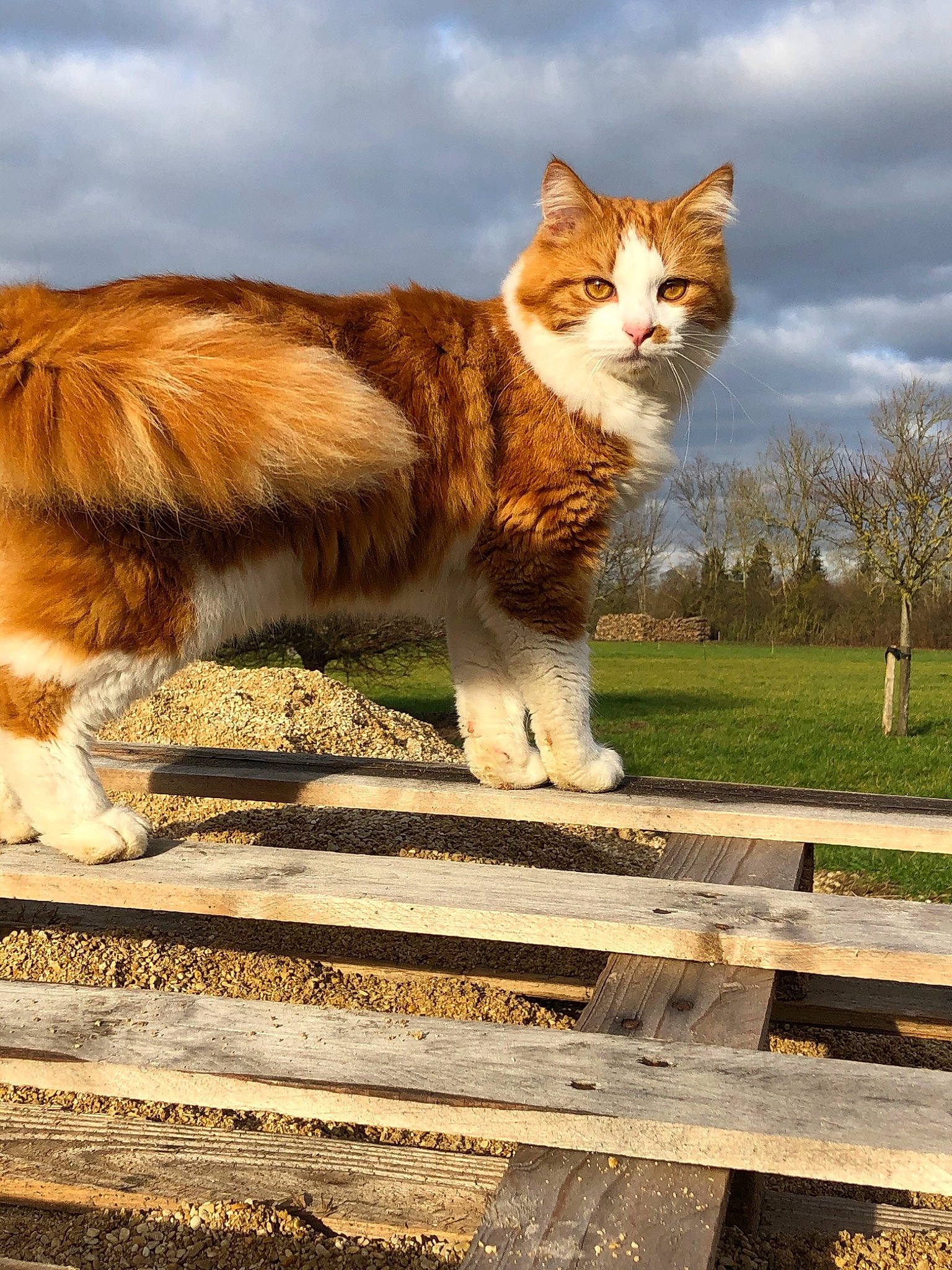 Simba participe au concours pour gagner de l'argent avec cette photo : aegean_cat, carnivore, cat, domestic_short_haired_cat, european_shorthair, fawn, felidae, kurilian_bobtail, mammal, norwegian_forest_cat, sky, small_to_medium_sized_cats, tabby_cat, tail, tree, vertebrate, whiskers, wildlife
