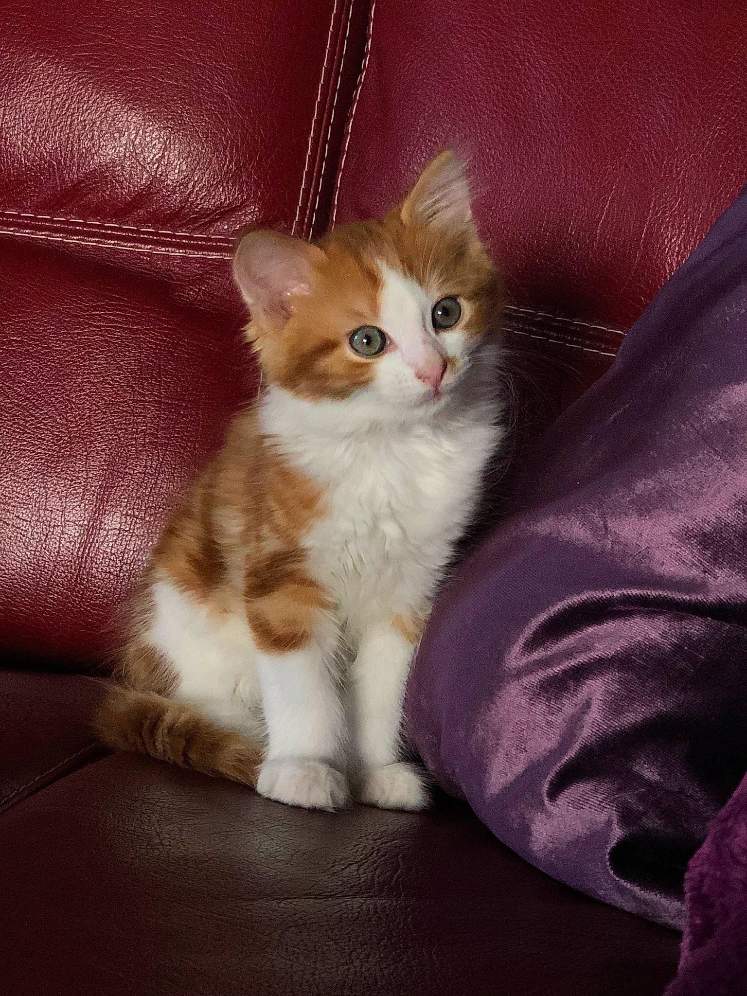 Simba a rejoint le concours — aidez-le/la à gagner de superbes lots ! aegean_cat, american_curl, american_wirehair, asian, british_semi_longhair, carnivore, cat, cymric, domestic_short_haired_cat, european_shorthair, fawn, felidae, fur, kitten, mammal, polydactyl_cat, ragamuffin, small_to_medium_sized_cats, vertebrate, whiskers