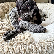Remi joined the competition — help win amazing prizes! puppy, dog, pet, cute, chewing, paw, fluffy, blanket, resting, indoor, young, black_and_white, fur, ears, snout, animal, closeup, cozy, relaxed, bed