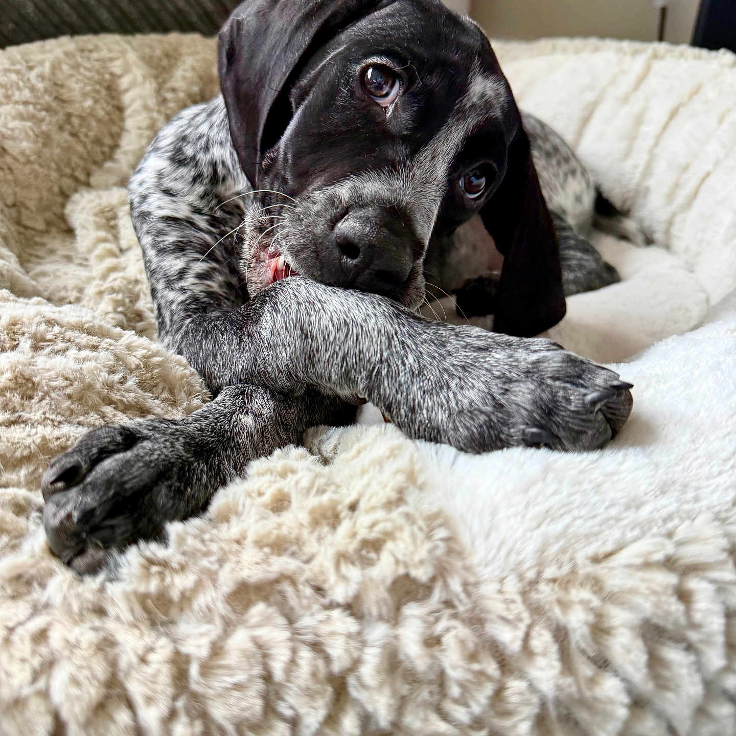 Remi
