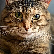 Lilly is registered to the contest to win money with this photo: cat, tabby_cat, close_up, green_eyes, whiskers, fur, pet, animal, portrait, face, feline, indoor, domestic_cat, cute, mammal, looking, relaxed, soft_light, detailed, closeup