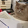 Zeus participe au concours pour gagner de l'argent avec cette photo : cat, gray_cat, pet, orange_eyes, desk, pen, notebook, handwriting, book, study, papers, writing, indoor, feline, cute, animal, relaxed, closeup, table, office_supplies
