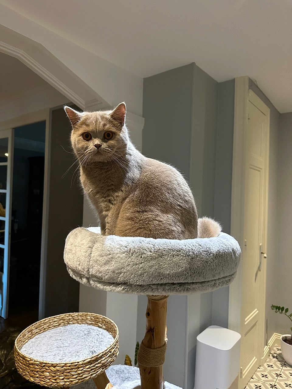 Zeus a rejoint le concours — aidez-le/la à gagner de superbes lots ! cat, feline, pet, cat_tree, indoor, fur, animal, perch, beige, alert, ears, wide_eyes, soft, cozy, home_interior, wood, woven_basket, floor_tiles, plant, lighting