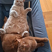 Zeus participe au concours pour gagner de l'argent avec cette photo : cat, cats, fluffy, orange_cat, beige_cat, pets, indoor, wooden_floor, furniture, resting, relaxed, curled_up, lying_down, orange_eyes, chair, mesh_chair, domestic, two_animals, cute, animal