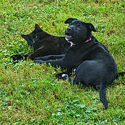 Star is registered to the contest to win money with this photo: animal, black_cat, black_dog, collar, companions, cute, daylight, friendship, grass, greenery, lying_down, mammal, nature, outdoor, pet, playful, relaxed, resting, summer, two_animals