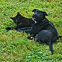 animal, black_cat, black_dog, collar, companions, cute, daylight, friendship, grass, greenery, lying_down, mammal, nature, outdoor, pet, playful, relaxed, resting, summer, two_animals