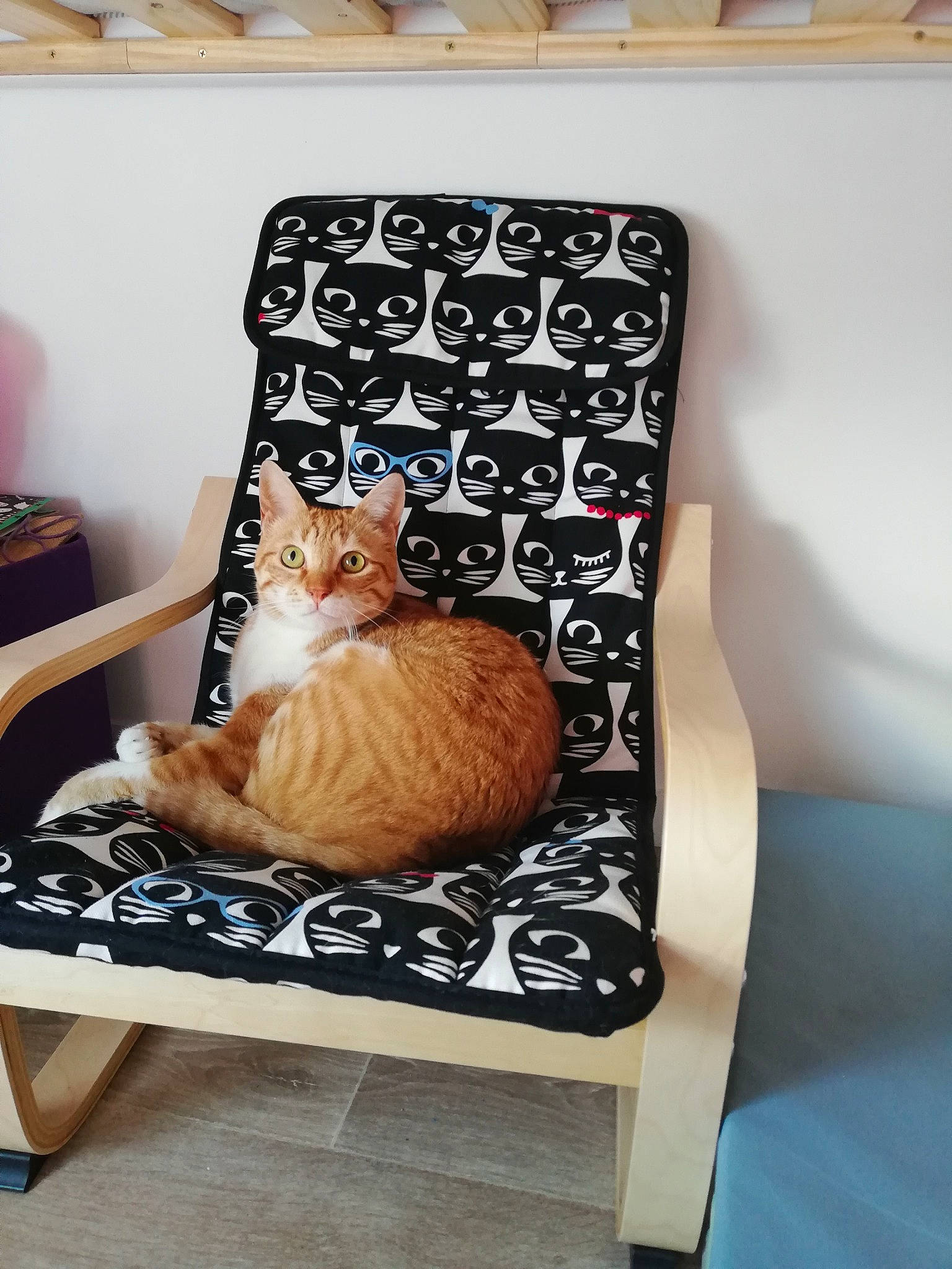 Darwin a rejoint le concours — aidez-le/la à gagner de superbes lots ! carnivore, cat, cat_supply, comfort, couch, fawn, felidae, fur, interior_design, linens, mammal, orange, pet_supply, rectangle, room, small_to_medium_sized_cats, tail, vertebrate, whiskers, wood