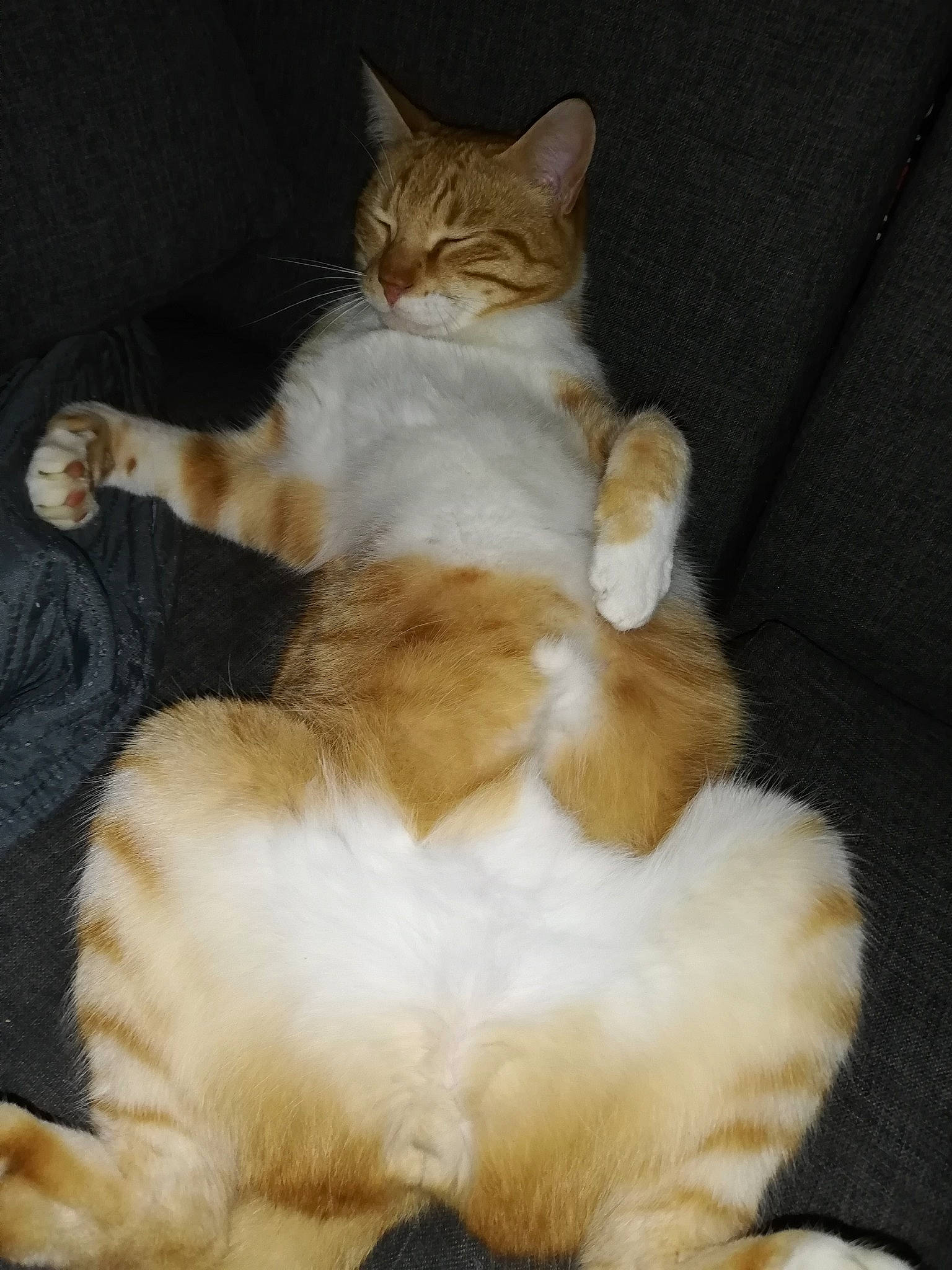 Darwin a rejoint le concours — aidez-le/la à gagner de superbes lots ! bed, canidae, carnivore, cat, claw, comfort, companion_dog, dog_breed, domestic_short_haired_cat, fawn, felidae, fur, nap, paw, sitting, small_to_medium_sized_cats, snout, tail, toy, whiskers