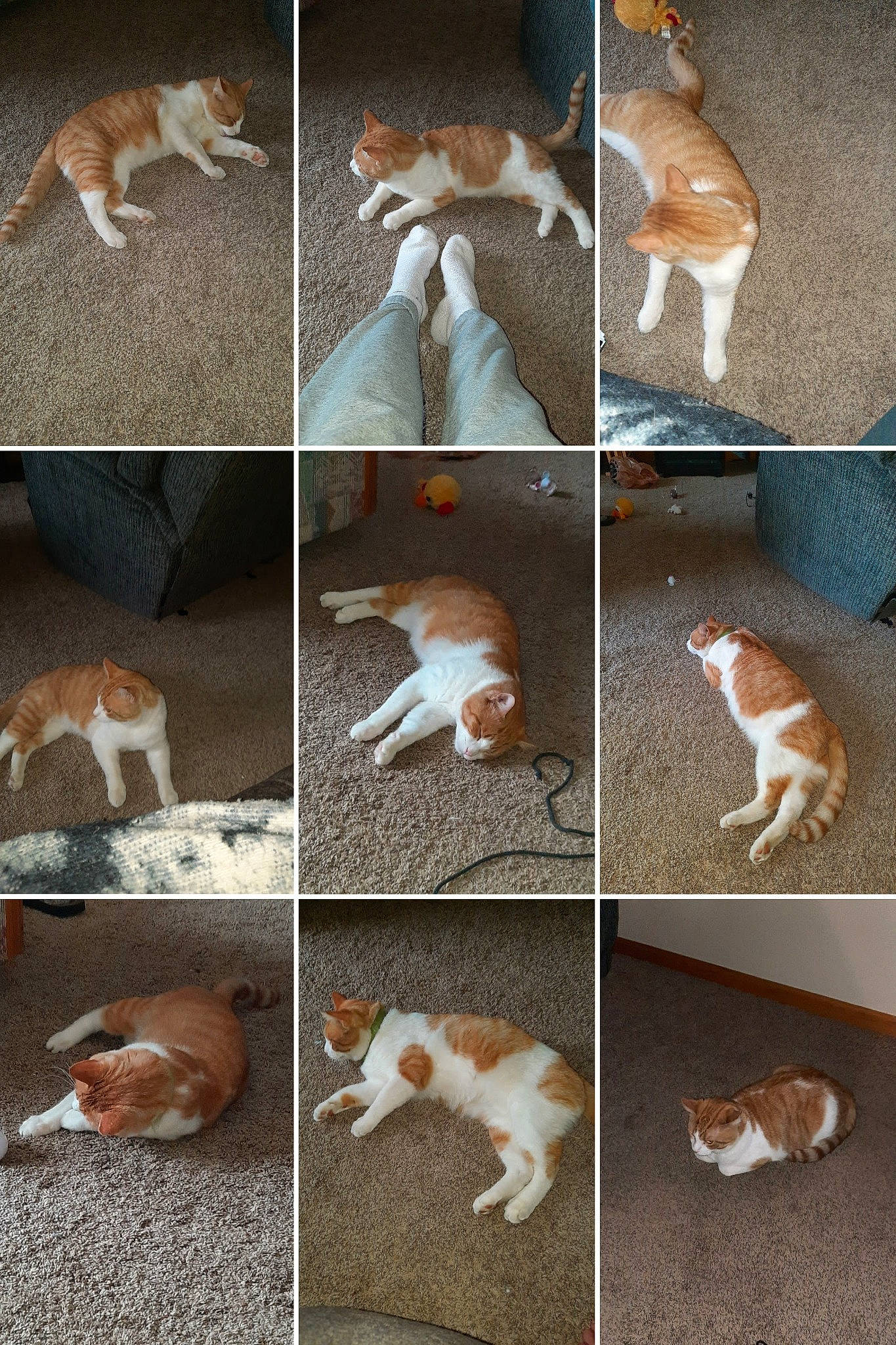 Tucker joined the competition — help win amazing prizes! canidae, carnivore, cat, collage, companion_dog, dog, dog_breed, fawn, felidae, fur, mammal, organism, photo_caption, photograph, snout, sporting_group, tail, vertebrate, whiskers, wildlife