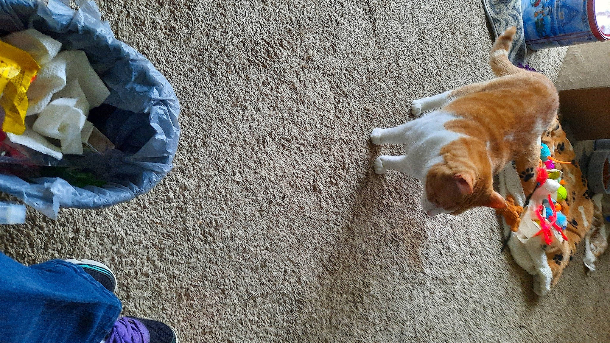 Tucker is registered to the contest to win money with this photo: asphalt, blue, carnivore, companion_dog, concrete, denim, dog, dog_breed, electric_blue, fawn, felidae, flooring, fur, human_leg, leash, paw, road_surface, sidewalk, small_to_medium_sized_cats, tail