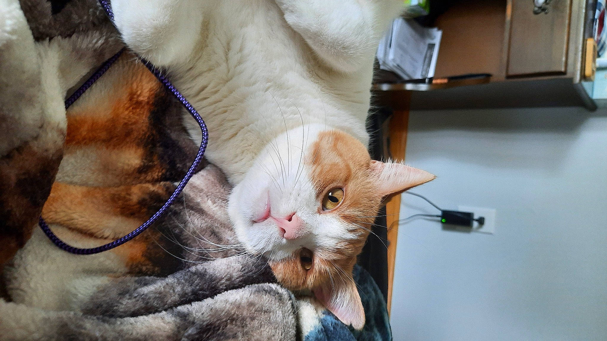 Tucker is registered to the contest to win money with this photo: carnivore, cat, claw, comfort, domestic_short_haired_cat, fawn, felidae, foot, fur, gesture, human_leg, paw, small_to_medium_sized_cats, snout, tail, whiskers