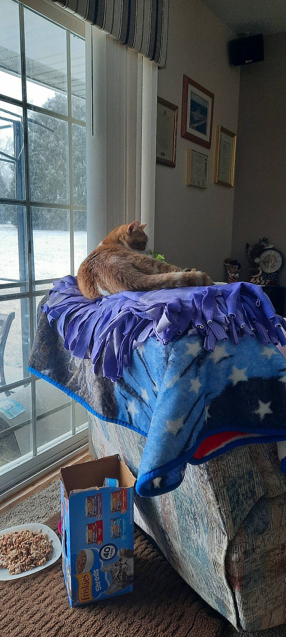 Tucker is registered to the contest to win money with this photo: bed_frame, carnivore, comfort, companion_dog, couch, electric_blue, fawn, felidae, flooring, hardwood, house, interior_design, linens, living_room, small_to_medium_sized_cats, studio_couch, table, textile, window, wood