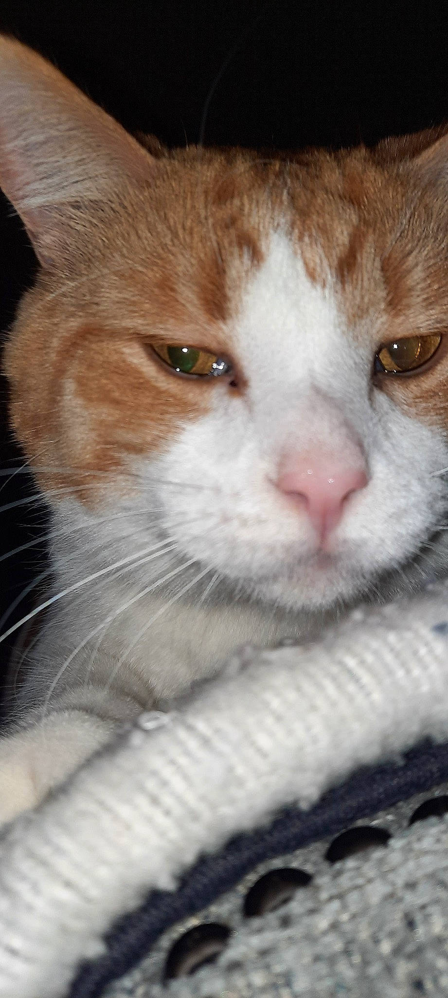 Tucker is registered to the contest to win money with this photo: carnivore, cat, domestic_short_haired_cat, ear, eye, eyelash, fawn, felidae, fur, head, iris, nose, paw, small_to_medium_sized_cats, snout, terrestrial_animal, whiskers