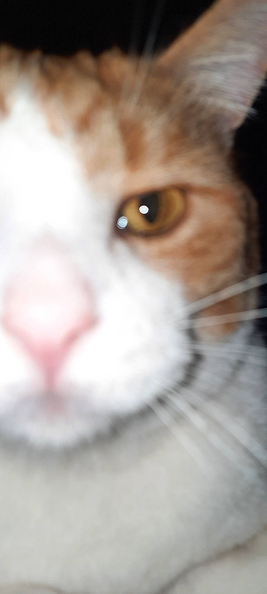 Tucker is registered to the contest to win money with this photo: carnivore, cat, close_up, domestic_short_haired_cat, ear, eye, eyebrow, eyelash, fang, fawn, felidae, fur, iris, nose, paw, small_to_medium_sized_cats, snout, whiskers