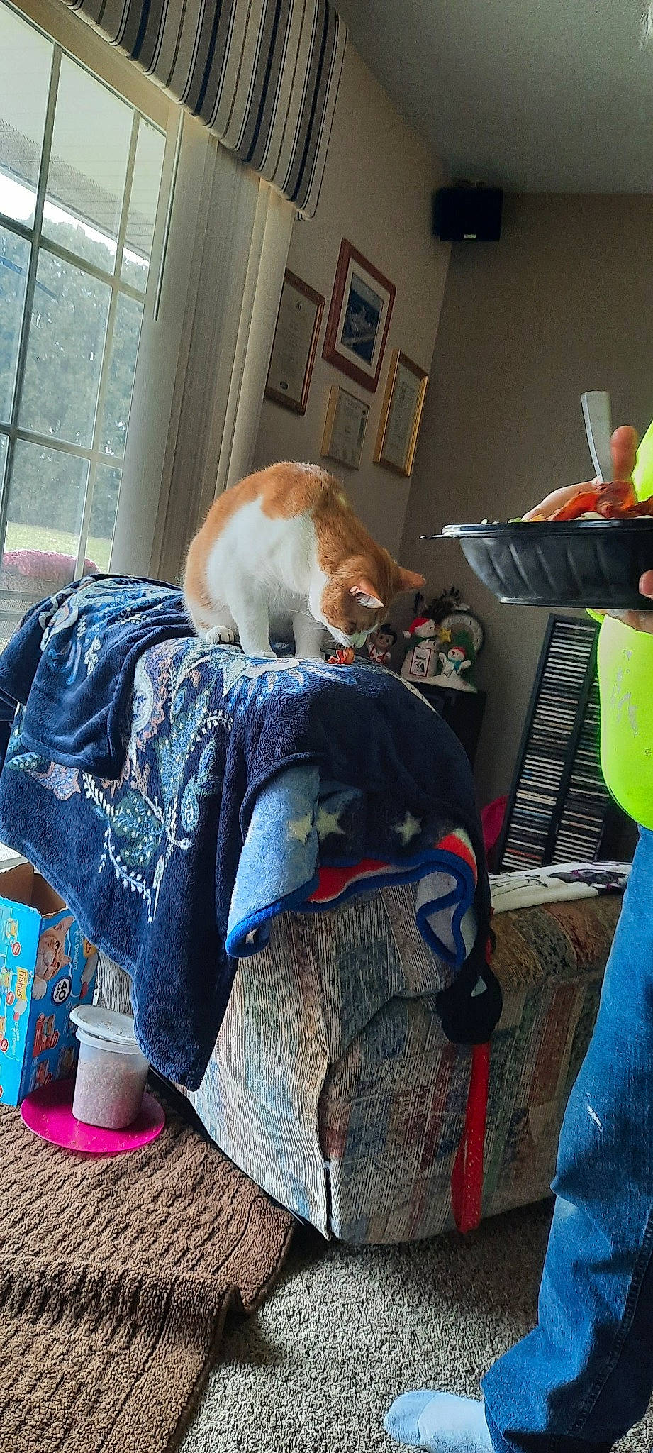 Tucker joined the competition — help win amazing prizes! bag, canidae, carnivore, cat, comfort, companion_dog, dog_breed, fawn, felidae, flooring, fur, linens, luggage_and_bags, room, sitting, small_to_medium_sized_cats, sporting_group, tail, whiskers, window