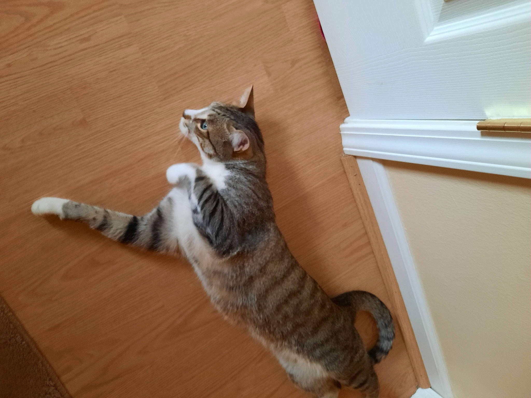 Littleone joined the competition — help win amazing prizes! carnivore, cat, domestic_short_haired_cat, felidae, flooring, foot, fur, hardwood, laminate_flooring, paw, small_to_medium_sized_cats, snout, tail, terrestrial_animal, varnish, whiskers, window, wood, wood_flooring, wood_stain