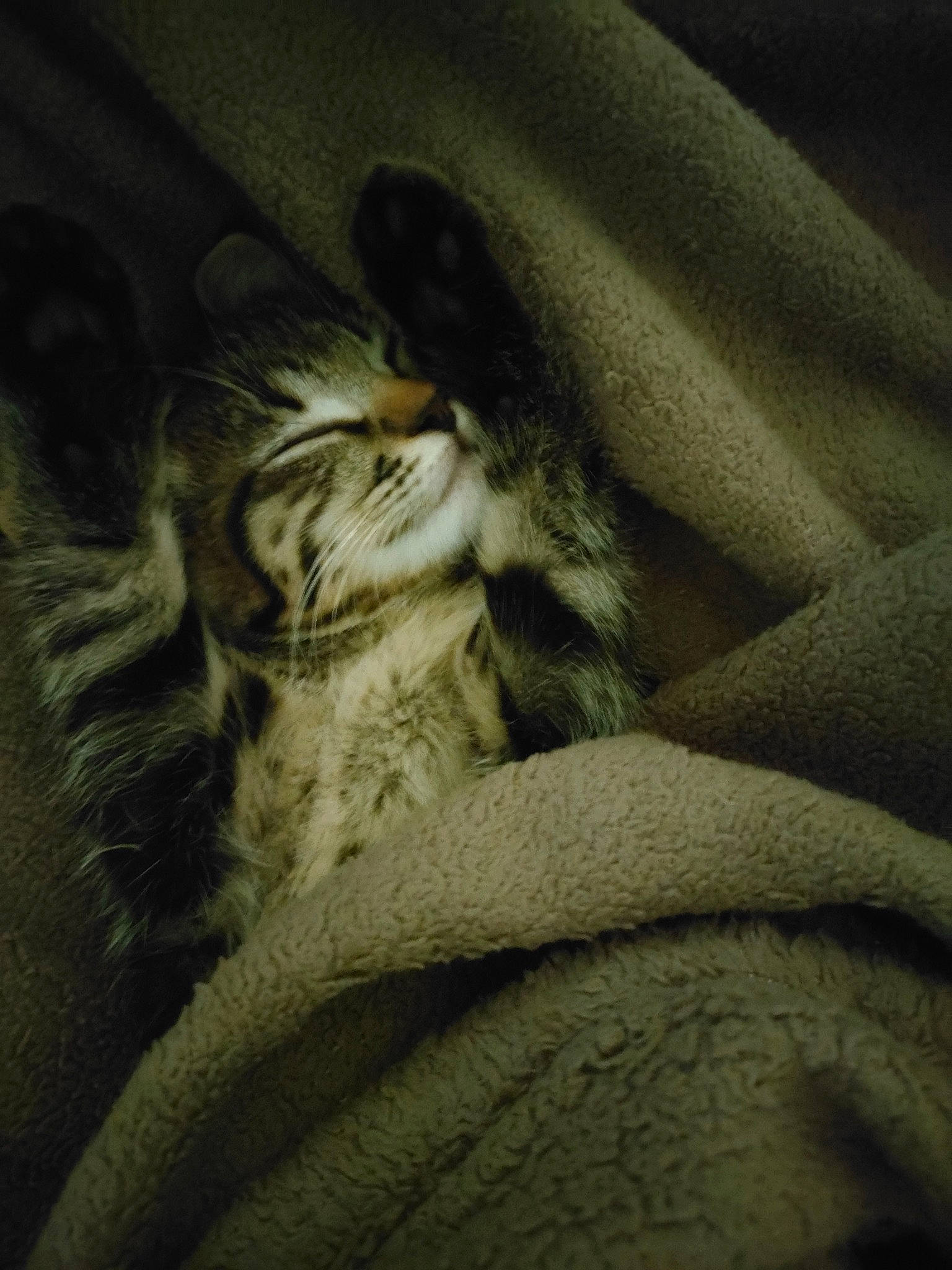 Yoda a rejoint le concours — aidez-le/la à gagner de superbes lots ! bed, carnivore, cat, close_up, cloud, comfort, darkness, domestic_short_haired_cat, fawn, felidae, gesture, grey, human_leg, linens, paw, small_to_medium_sized_cats, snout, tail, whiskers, wood